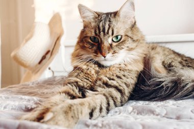 Güneşli akşam ışık yumuşak yatakta istirahat yeşil gözlü güzel Maine coon kedi. Beyaz şık oda rahatlatıcı komik duygular ile tekir pofuduk kedi. Kedi portre. Metin için yer