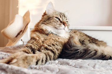 Yatakta yatarken ve ciddi görünümlü güneşli ışık yeşil gözlü güzel tekir kedi. Kabarık Maine coon ile komik duygular içinde beyaz şık oda dinleniyor. Kedi portre