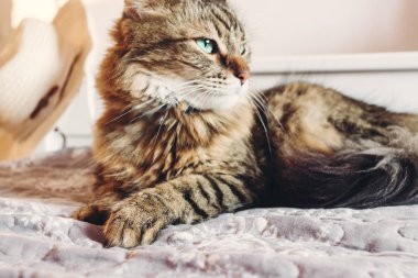 Yatakta yatarken ve ciddi görünümlü güneşli ışık yeşil gözlü güzel tekir kedi. Kabarık Maine coon ile komik duygular içinde beyaz şık oda dinleniyor. Pençe üzerinde odaklanmak