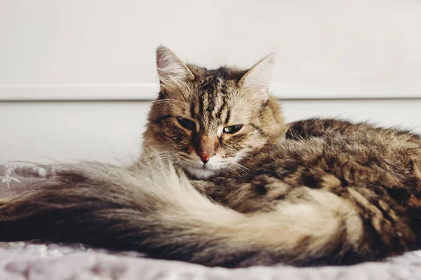 Bellissimo Gatto Tabby Sdraiato Sul Letto Guardando Con Occhi Verdi — Foto Stock