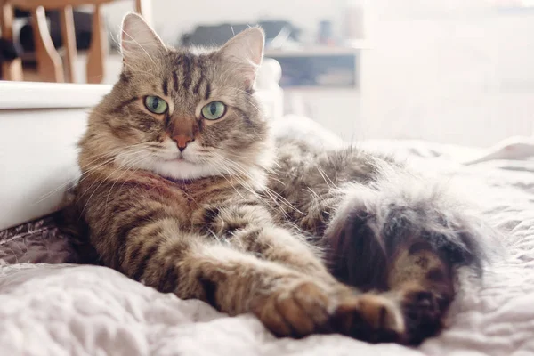 美しいぶち猫ベッドに横たわっていると緑色の目で見ています 白のスタイリッシュな部屋で休んで面白い感情とふわふわのメインクーン — ストック写真