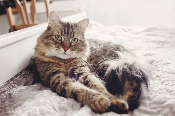 Bellissimo Gatto Tabby Sdraiato Sul Letto Seriamente Guardando Con Occhi — Foto Stock