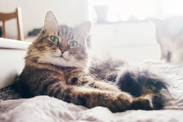 Gato Bonito Deitado Cama Confortável Luz Manhã Quarto Elegante Casulo — Fotografia de Stock