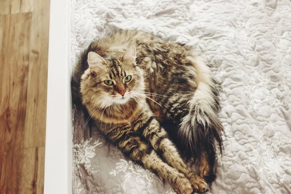 美しいぶち猫ベッドに横たわっていると緑色の目で真剣に探して 白のスタイリッシュな部屋で休んで面白い感情とふわふわのメインクーン — ストック写真
