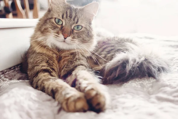 Beautiful Tabby Cat Lying Bed Looking Green Eyes Fluffy Maine — Stock Photo, Image