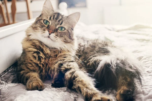 Carino Gatto Sdraiato Comodo Letto Alla Luce Del Mattino Camera — Foto Stock