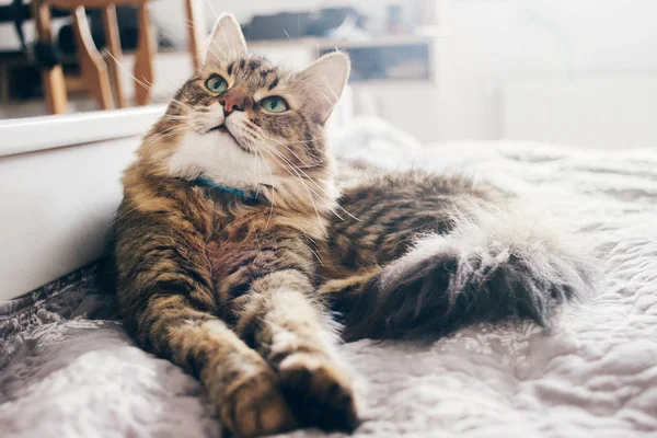 Симпатичная Кошка Лежащая Удобной Кровати Утреннем Освещении Стильной Комнате Мейн — стоковое фото