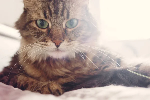 Piękny Kot Mora Leżąc Łóżku Poważnie Patrząc Zielonymi Oczami Miękkim — Zdjęcie stockowe