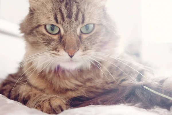 猫肖像 美丽的猫躺在床上 在柔和的晨光中认真寻找绿色的眼睛 蓬松的缅因州浣熊与滑稽的情绪休息在白色时尚房间 — 图库照片