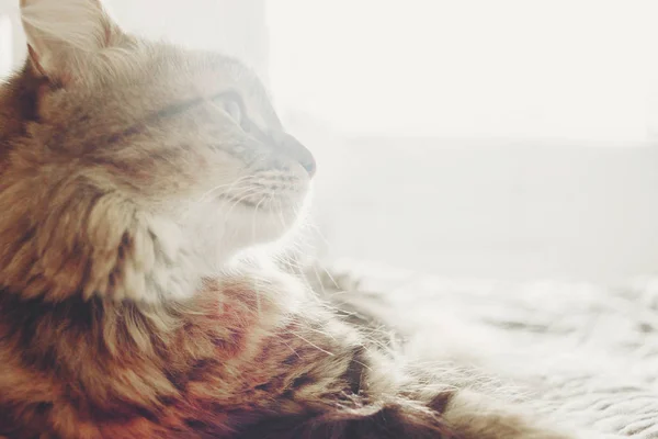 Beautiful Tabby Cat Lying Bed Sleeping Soft Morning Light Fluffy — Stock Photo, Image