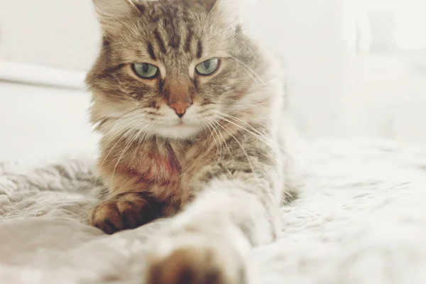 Beautiful Tabby Cat Lying Bed Seriously Looking Green Eyes Soft — Stock Photo, Image