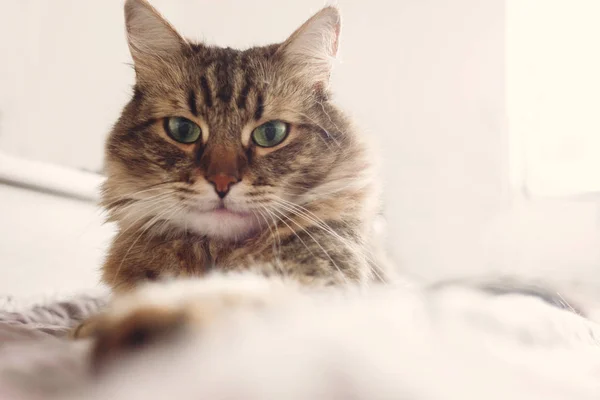 줄무늬 고양이 침대에 그리고 부드러운 눈으로 객실에서 Coon 고양이 초상화 — 스톡 사진