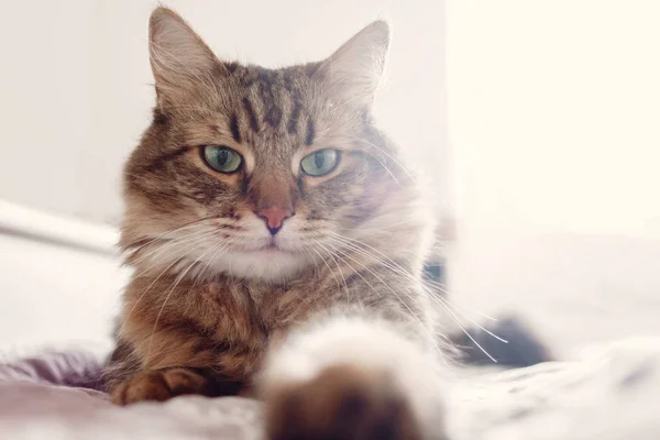 美しいぶち猫ベッドに横たわっていると緑色の目で真剣に探して 白のスタイリッシュな部屋で休んで面白い感情とふわふわのメインクーン 猫の肖像画 — ストック写真