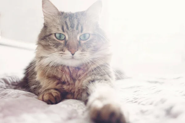 Hermoso Gato Tabby Acostado Cama Mirando Seriamente Con Ojos Verdes — Foto de Stock