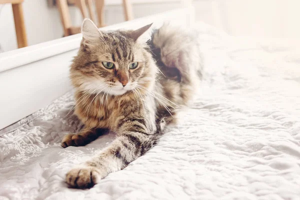 Красива Кішка Таббі Лежить Ліжку Серйозно Дивиться Зеленими Очима Пухнастий — стокове фото
