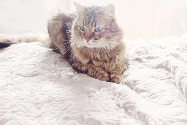 Hermoso Gato Tabby Acostado Cama Mirando Seriamente Con Ojos Verdes — Foto de Stock