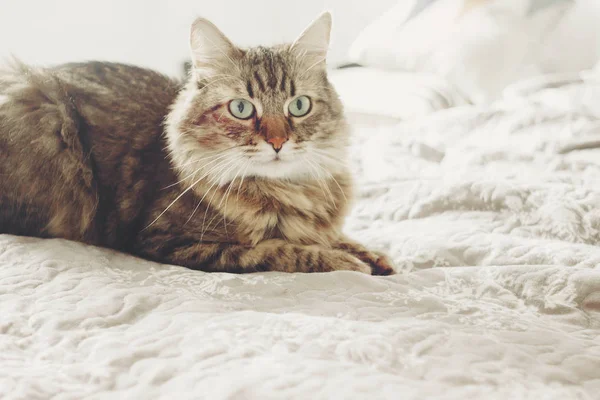 Krásná Mourovatá Kočka Ležící Posteli Vážně Hledají Zelenýma Očima Nadýchané — Stock fotografie