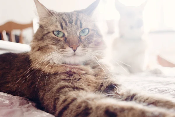 부드러운 침대에 줄무늬 고양이 객실에서 Coon 고양이 초상화 텍스트를 — 스톡 사진