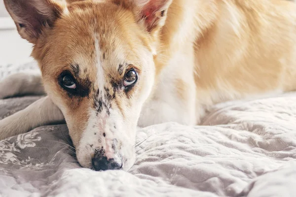 Netter Hund Der Auf Einem Bequemen Bett Morgenlicht Einem Stilvollen — Stockfoto