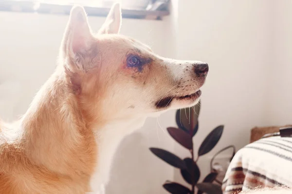 Beautiful Dog Cute Eyes Standing Soft Morning Light Stylish Room — Stock Photo, Image