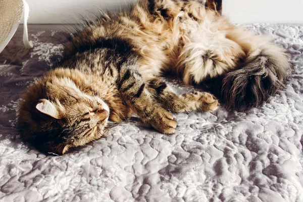 Schöne Maine Coon Katze Schlafend Auf Weichem Bett Sonnigen Abendlicht — Stockfoto