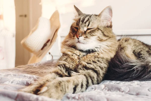 Coon 고양이 화창한 부드러운 침대에 줄무늬 고양이 Restingin 화이트 고양이 — 스톡 사진