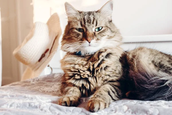 Krásná Mainská Mývalí Kočka Zelenýma Očima Spočívající Měkké Lůžko Slunečného — Stock fotografie