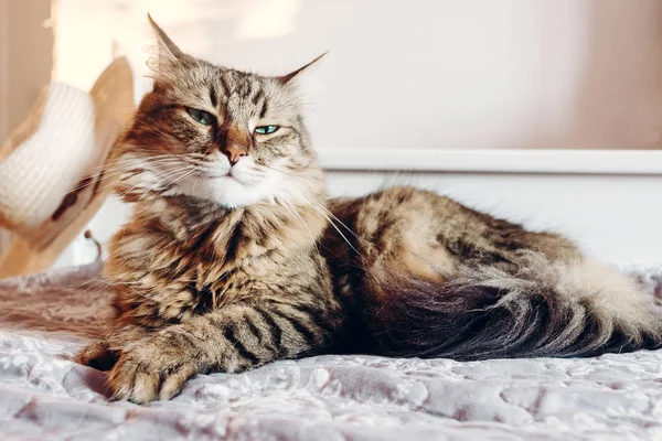 Mooie Maine Coon Kat Met Groene Ogen Rusten Zachte Bed — Stockfoto