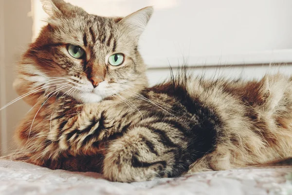 Hermoso Gato Tabby Acostado Cama Mirando Seriamente Con Ojos Verdes — Foto de Stock