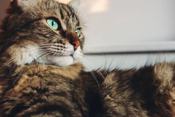 Schöne Gestromte Katze Auf Dem Bett Liegend Und Ernsthaft Mit — Stockfoto