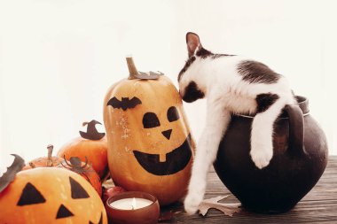 Mutlu Cadılar Bayramı kavramı. Balkabağı ve kedi oturma cadı kazanı, yarasalar, örümcek, mum, ahşap arka plan üzerinde sonbahar yaprakları