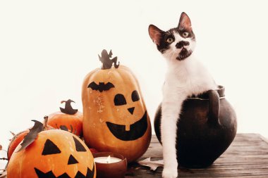 Mutlu Cadılar Bayramı kavramı. Balkabağı ve kedi oturma cadı kazanı, yarasalar, örümcek, mum, ahşap arka plan üzerinde sonbahar yaprakları