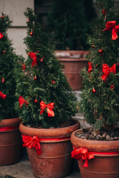 Şık Noel Süsleri Yeşil Noel Ağaçları Kırmızı Avrupa Şehir Sokak — Stok fotoğraf