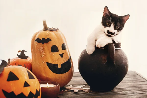 Mutlu Cadılar Bayramı Kavramı Balkabağı Kedi Oturma Cadı Kazanı Yarasalar — Stok fotoğraf