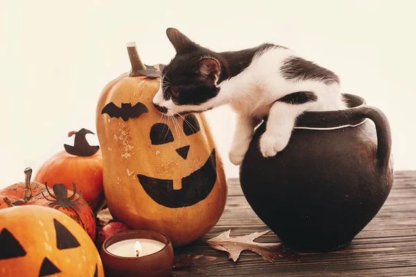 Mutlu Cadılar Bayramı Kavramı Balkabağı Kedi Oturma Cadı Kazanı Yarasalar — Stok fotoğraf