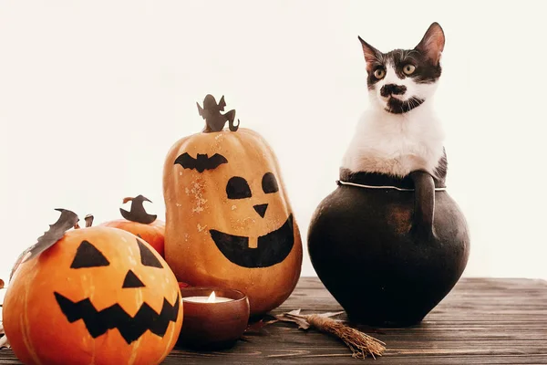 Happy Halloween Koncept Pumpor Och Katt Sitter Häxa Kittel Fladdermöss — Stockfoto