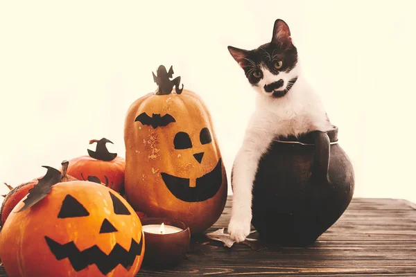 Mutlu Cadılar Bayramı Kavramı Balkabağı Kedi Oturma Cadı Kazanı Yarasalar — Stok fotoğraf
