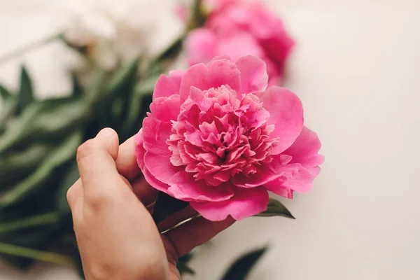 Hand Holding Lovely Pink Peony Peonies Rustic Old White Wooden — Stock Photo, Image