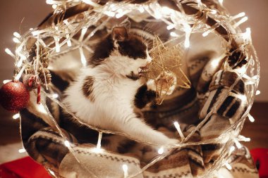 kitty süsler ile ışık şenlikli odada Noel ağacının altında sepeti ile oynarken