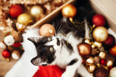 kutu dolu kırmızı ve altın baubles, süs eşyaları ve santa şapka şenlikli odasında otururken kitty