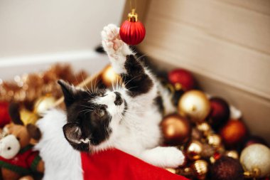 kutu dolu kırmızı ve altın baubles, süs eşyaları ve santa şapka şenlikli odasında otururken kitty
