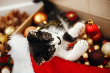 kutu dolu kırmızı ve altın baubles, süs eşyaları ve santa şapka şenlikli odasında otururken kitty