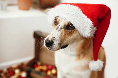 çok güzel gözleri ve komik duygular Festival odasında oturup Noel Baba şapkası köpek