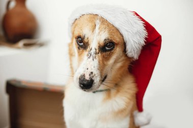 çok güzel gözleri ve komik duygular Festival odasında oturup Noel Baba şapkası köpek
