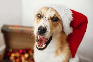 çok güzel gözleri ve komik duygular Festival odasında oturup Noel Baba şapkası köpek