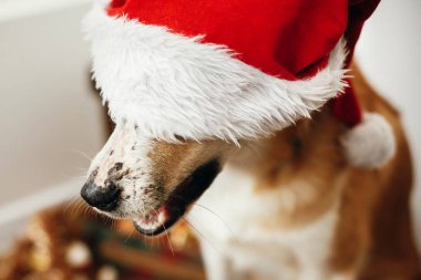 çok güzel gözleri ve komik duygular Festival odasında oturup Noel Baba şapkası köpek