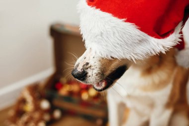 çok güzel gözleri ve komik duygular Festival odasında oturup Noel Baba şapkası köpek