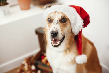 çok güzel gözleri ve komik duygular Festival odasında oturup Noel Baba şapkası köpek