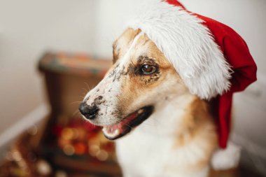 çok güzel gözleri ve komik duygular Festival odasında oturup Noel Baba şapkası köpek