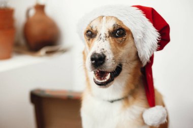 çok güzel gözleri ve komik duygular Festival odasında oturup Noel Baba şapkası köpek